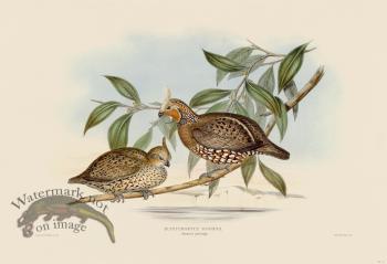11 Sonnini's partridge